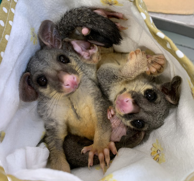 possum joeys in a pouch