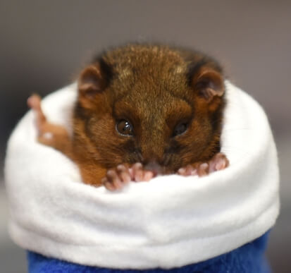 A small brown rodent is peeking out from inside a white, soft, cylindrical pouch, with its face and front paws visible.