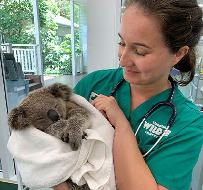 A veterinarian in green scrubs holds a sleeping koala wrapped in a white towel inside a veterinary clinic.