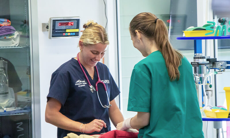 Two veterinary professionals in scrubs attend to an animal on a table in a clinical setting. Medical equipment and supplies are visible in the background.