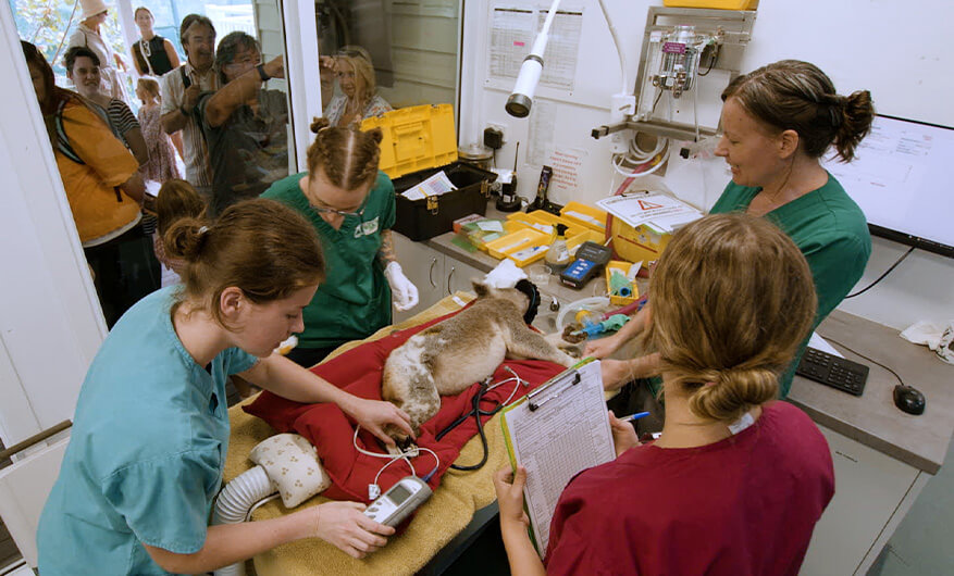 Four veterinary professionals treat a sedated koala on an exam table in a clinical setting, with people observing through a nearby window.