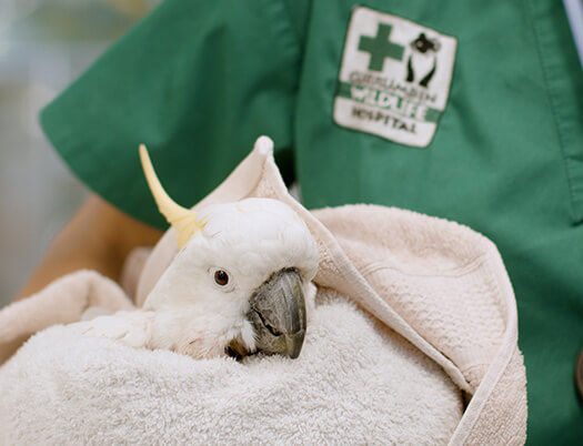 A white cockatoo wrapped in a towel is held by a person wearing a green uniform with a veterinary hospital badge.