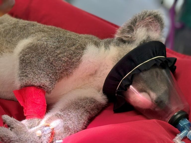 Koala laying on red mattress on breathing support during treatment at wildlife hospital