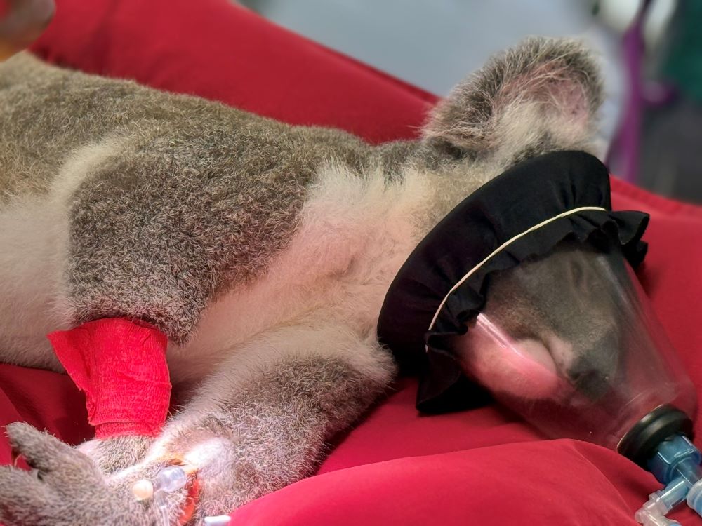 Koala laying on red mattress on breathing support during treatment at wildlife hospital
