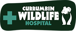 Currumbin Wildlife Hospital logo