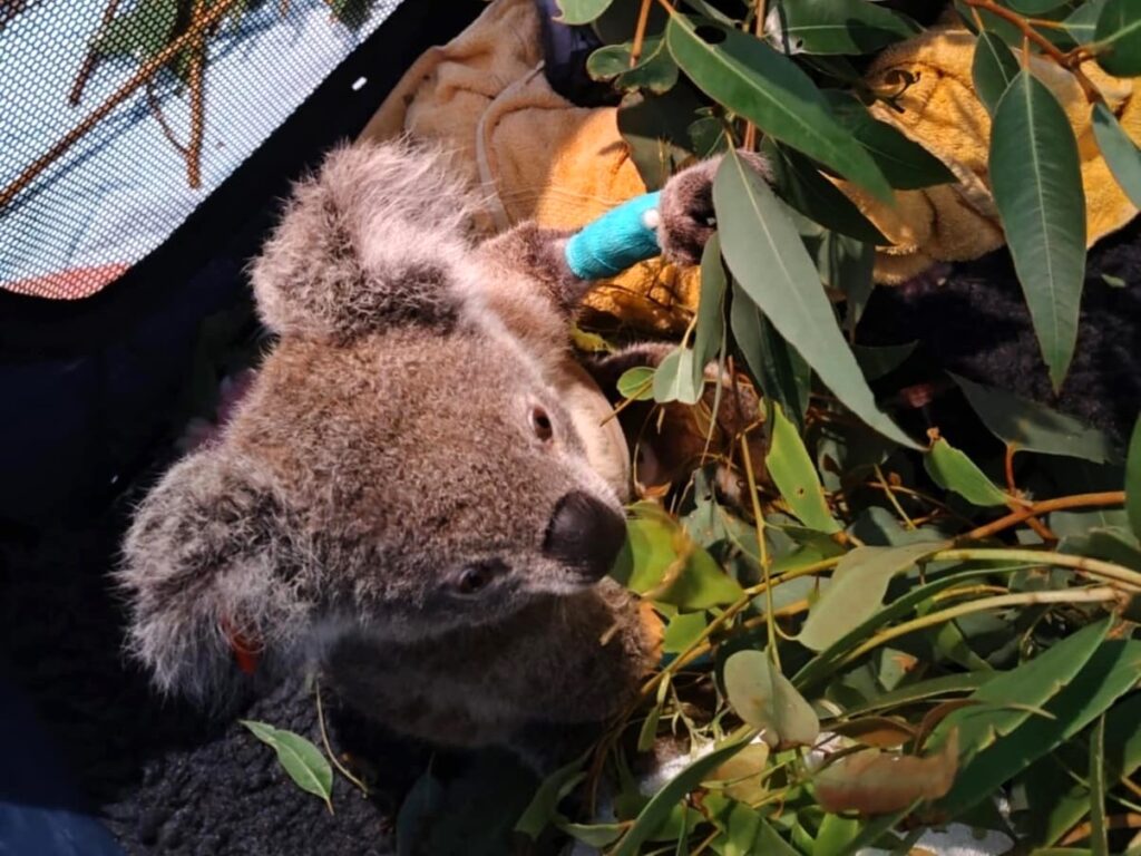Koala patient with blue bandage eating leaves in ICU recovering from surgery