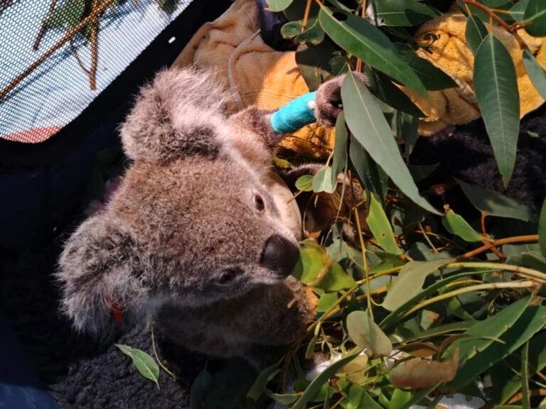 Koala patient with blue bandage eating leaves in ICU recovering from surgery
