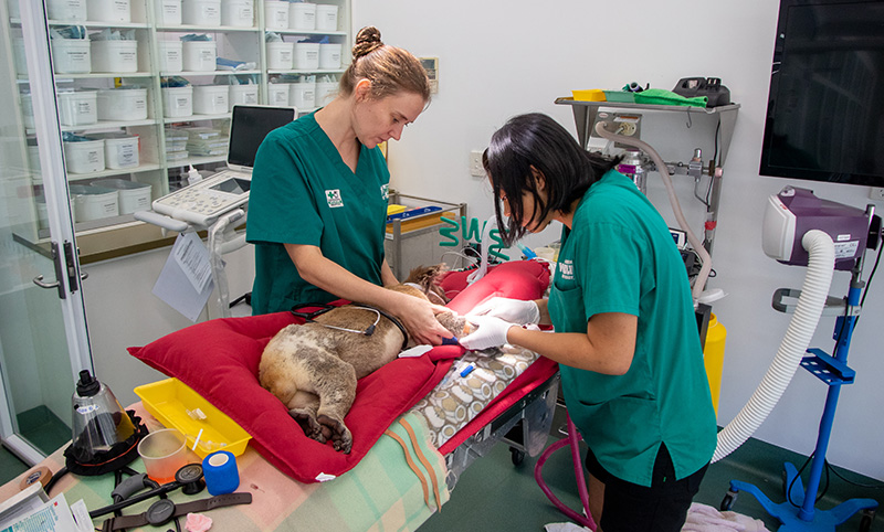 Two vet nurses providing treatment to a Koala patient laying on a red blanket on a treatment table in a hospital setting