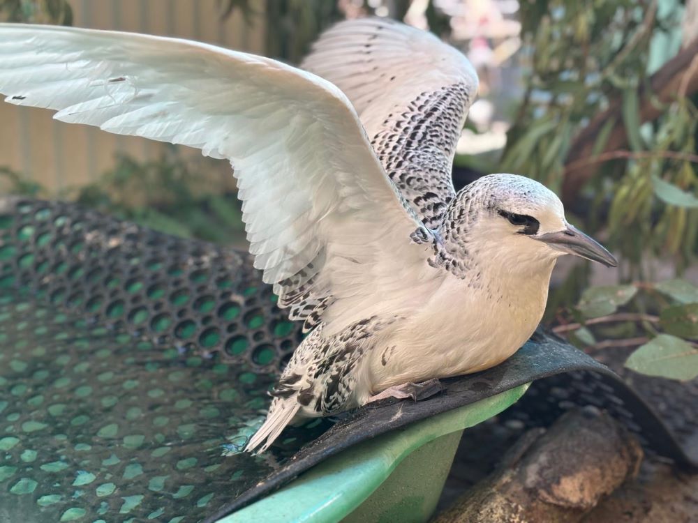 White bird with black spots wings spread sitting on bird bath edge laid out with anti slip matt