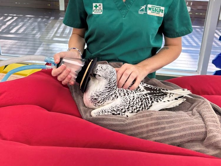 Female wildlife vet holding breathing support for black and white bird patient in care