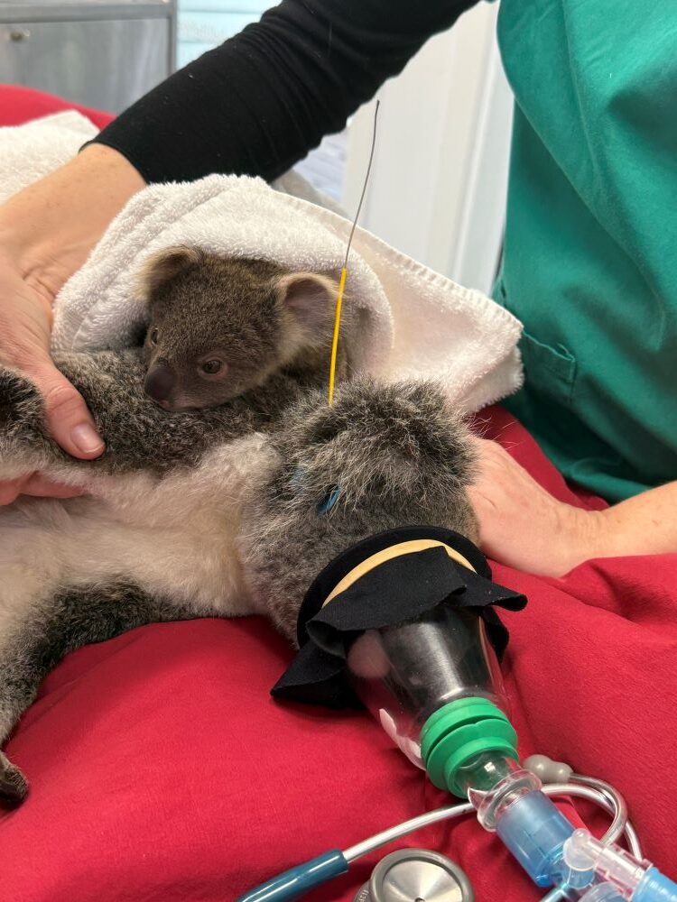 Small koala joey resting on koala mum's back laying on table wearing an oxygen mask with a wildlife vet looking after them