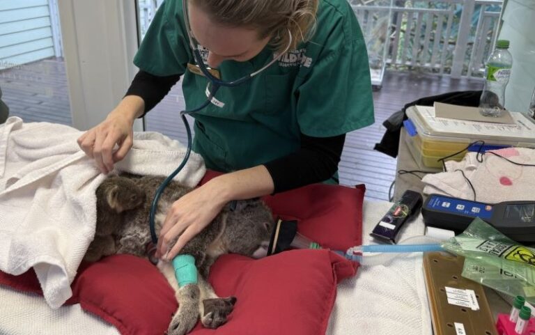 Koala mum Myah on red cushioned hospital table with female vet checking heart rate while koala joey lays on her back