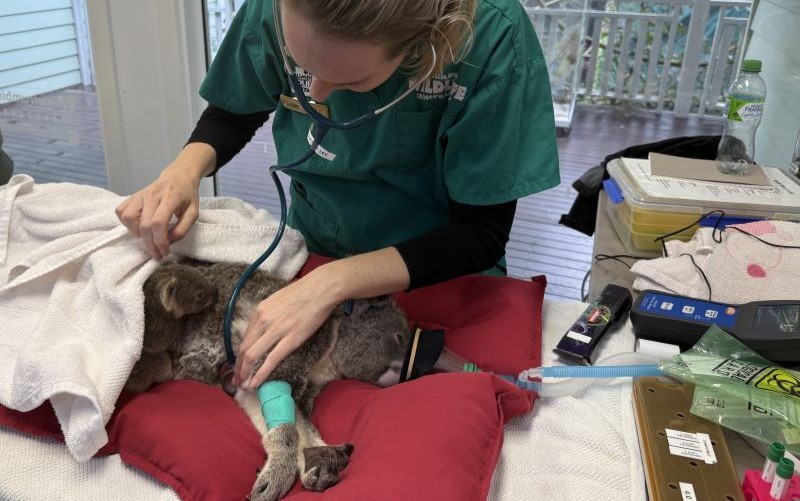 Koala mum Myah on red cushioned hospital table with female vet checking heart rate while koala joey lays on her back