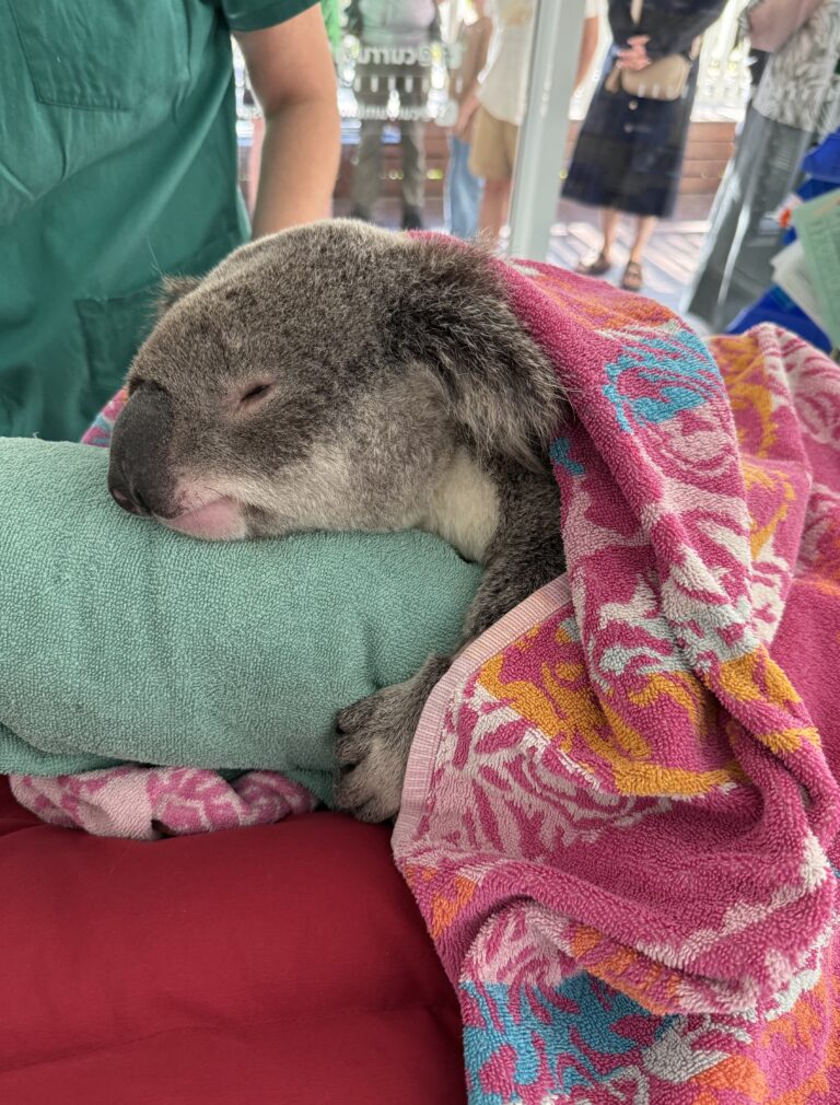 koala hospital patient in colourful towel with wildlife vet in background