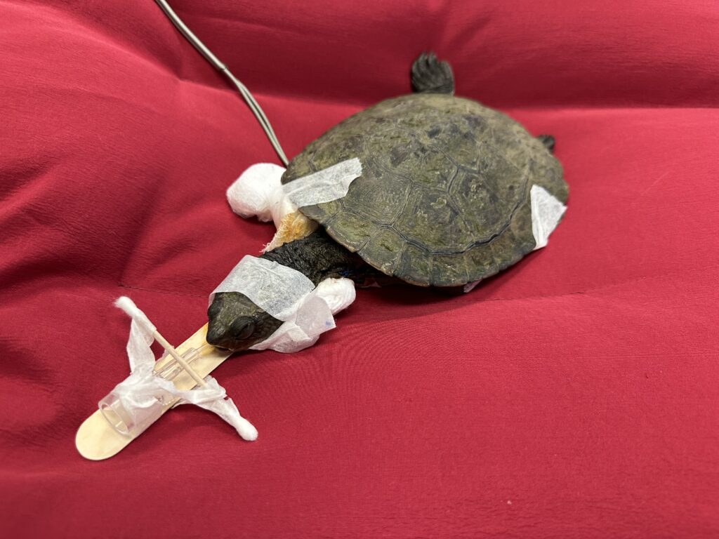 Florence the Saw-shelled Turtle patient with a hook injury