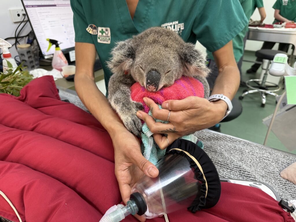 vaccine koala hospital