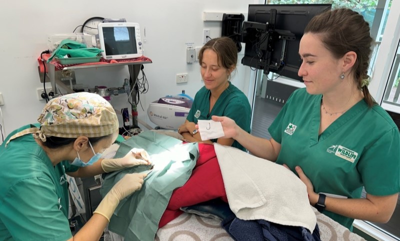 Three vets performing surgery on animal in a medical clinic. One vet is holding a paper towel with a hook on it