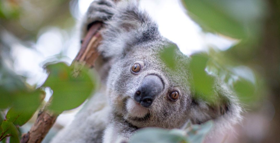 A Koala looking at camera, climbing a tree. The Koala is peaking through green leaves