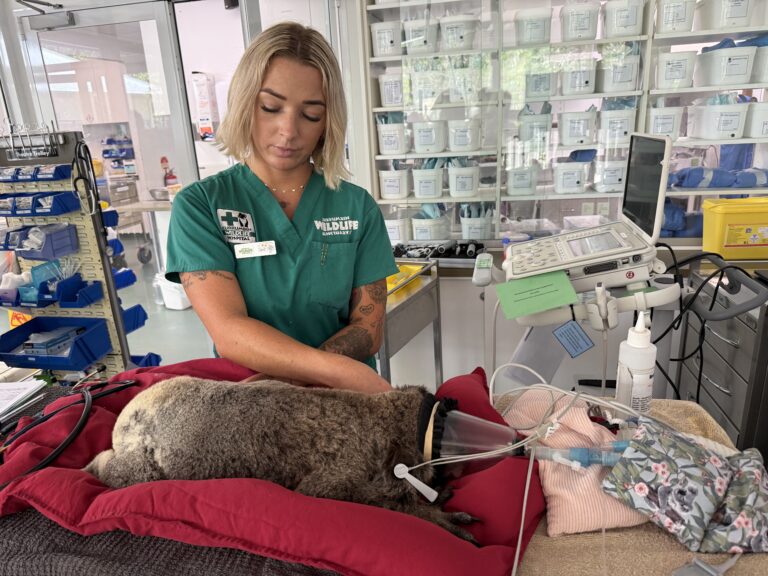 Koala on oxygen mask laying on a red pillow on a hospital table. A female vet nurse in a teal shirt is gently holding the koala's paws