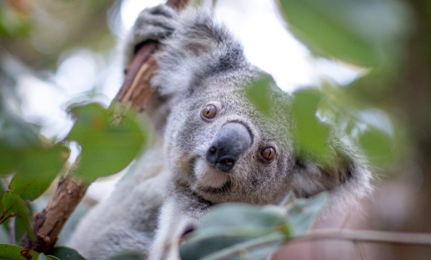 A Koala looking at camera, climbing a tree. The Koala is peaking through green leaves