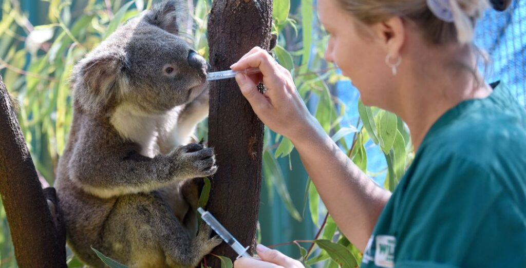A Koala nestled in a tree's nook, given medicine by a female vet in green shirt