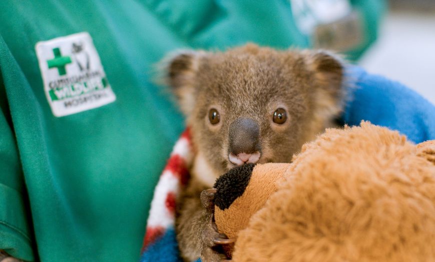 A Koala joey wrapped in a blanket, in the arms of a wildlife vet and holding on to a plush teddy