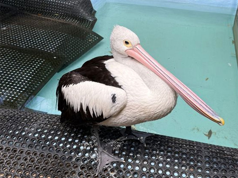 Skagen the pelican recovering from a hook injury at Currumbin Wildlife Hospital