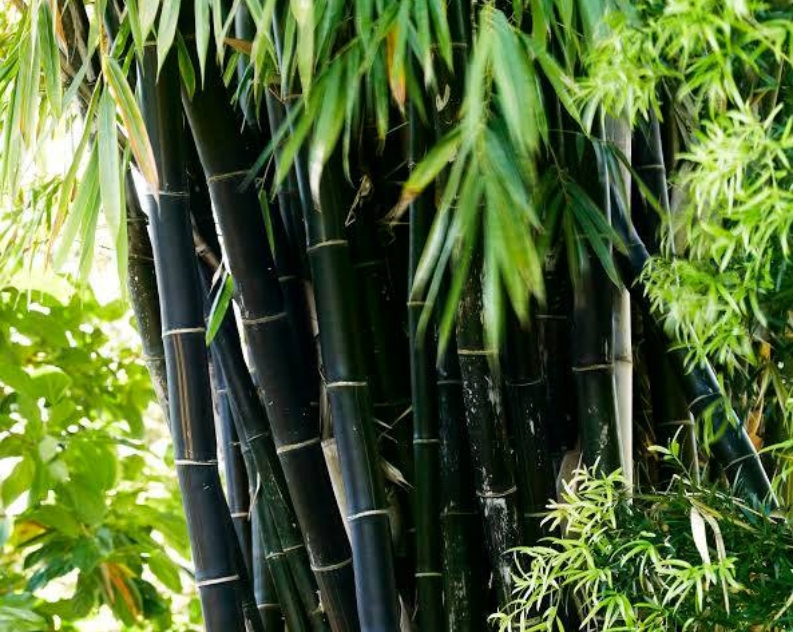 A bamboo tree with dense dark green bamboo sticks and vibrant green leaves