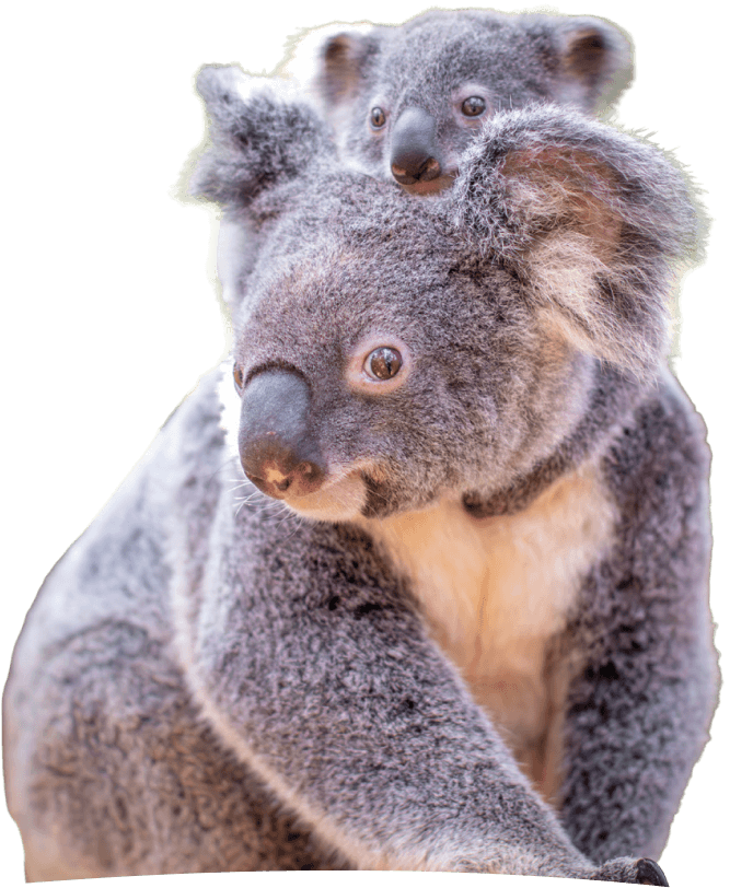 Koala with a baby on its back against a white background.