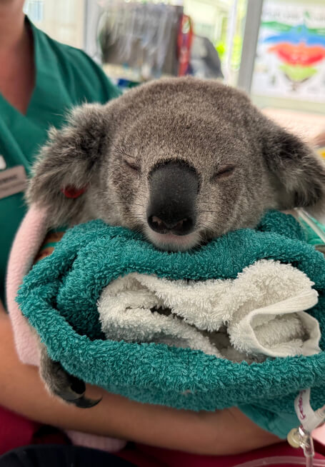 Sleeping koala wrapped in towels, held by a person.