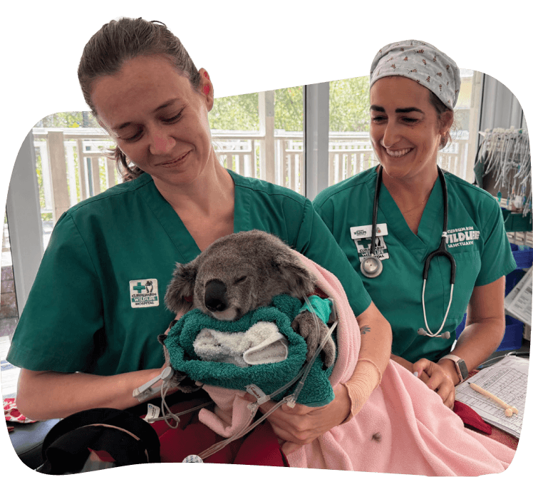 Two veterinarians caring for a koala wrapped in blankets.
