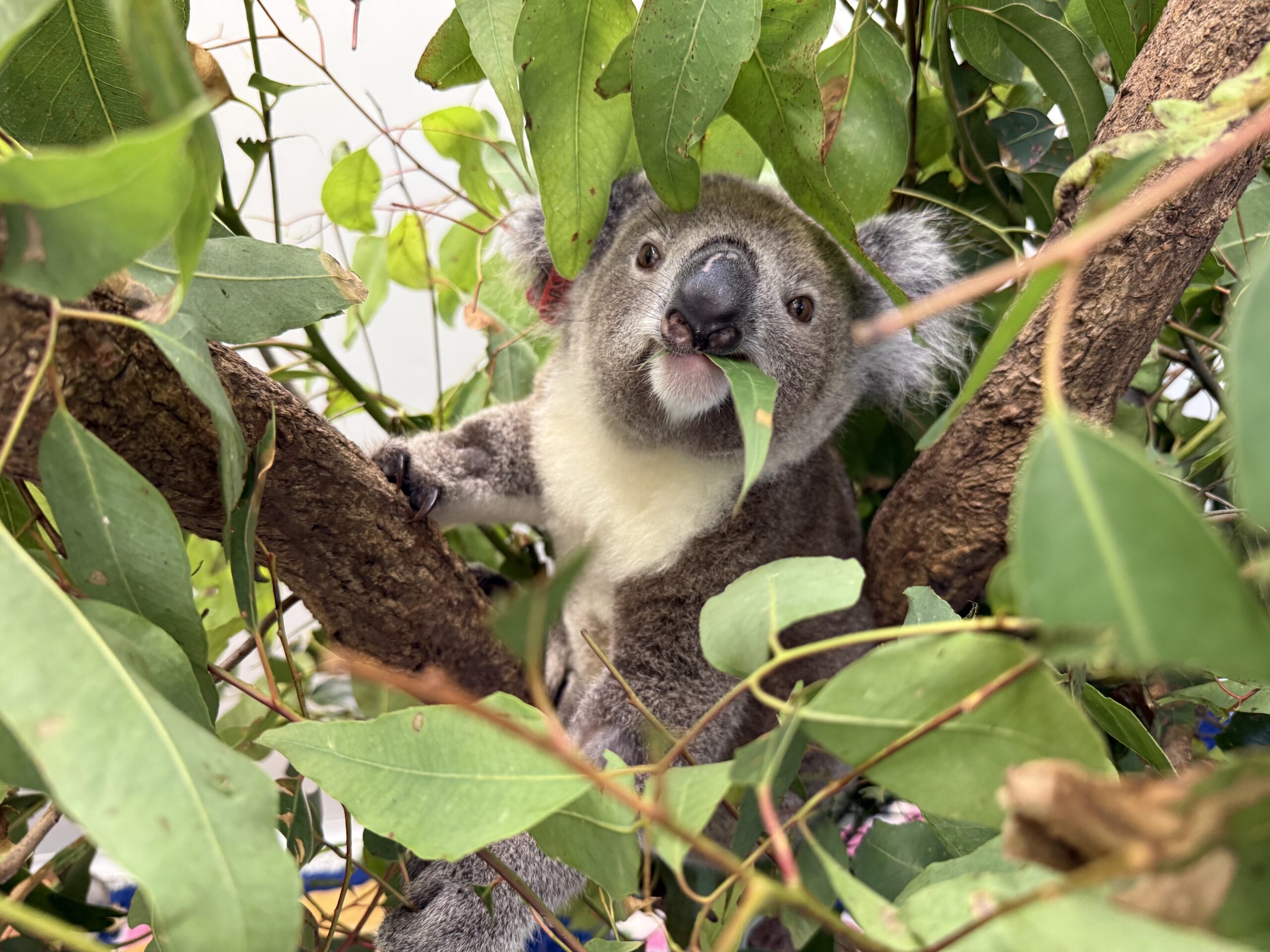 Elizabeth Curly the Koala in Intensive Care sitting in a eucalyptus tree eating a gum leaf