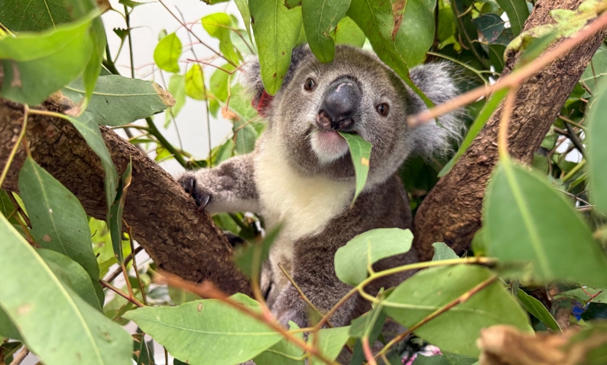 A Koala with a eucalyptus leave hanging out of its mouth sitting in a tree branch propped up in a wildlife hospital. The Koala is recovering from a vehicle strike