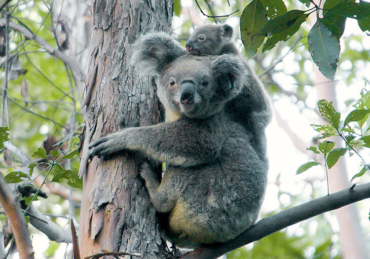 Koala with baby clinging to a tree in a forest.