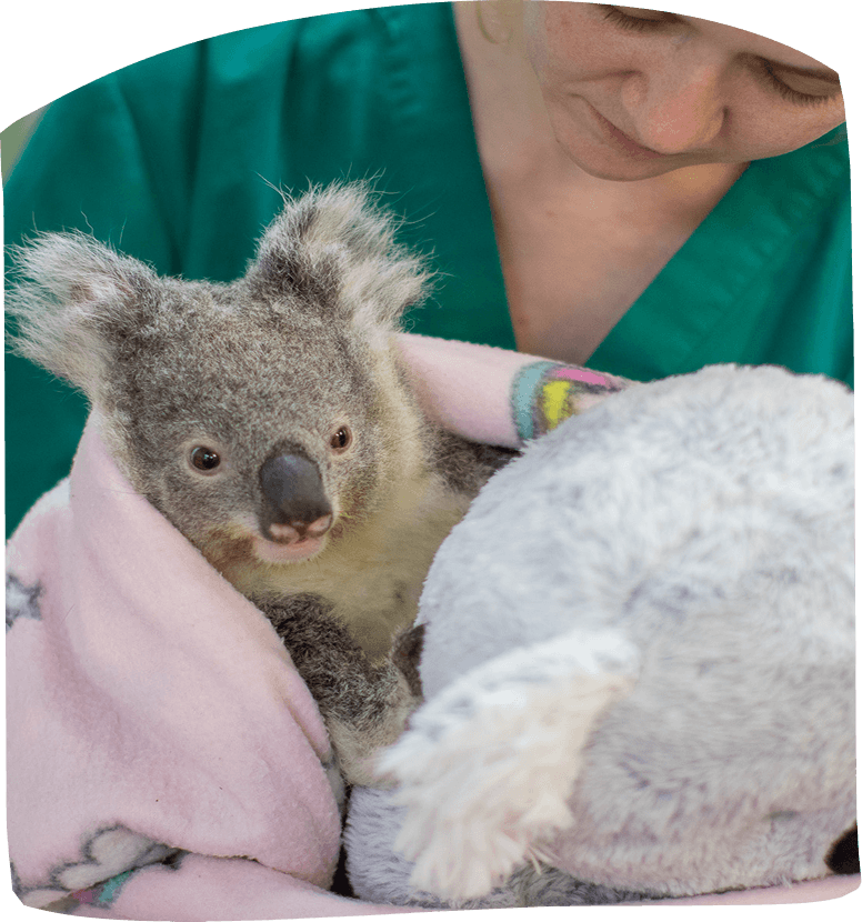 Koala joey wrapped in a blanket being cared for by a person.