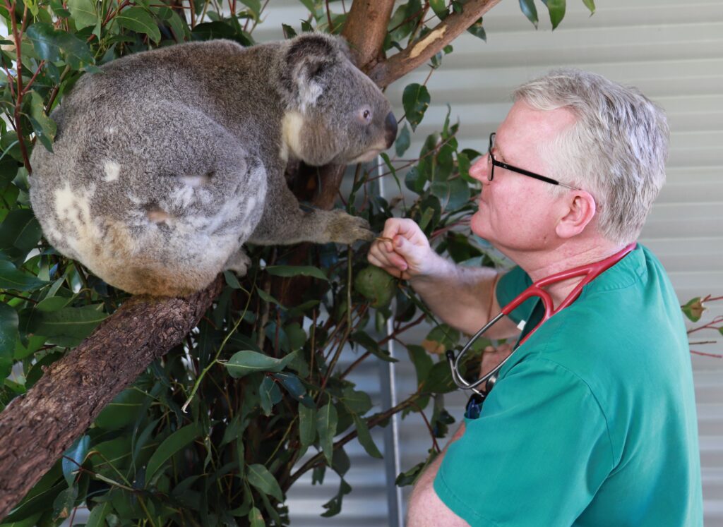 Dr Michael Pyne saving koala at Currumbin Wildlife Hospital