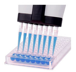 Multichannel pipette transferring blue liquid to a microplate.