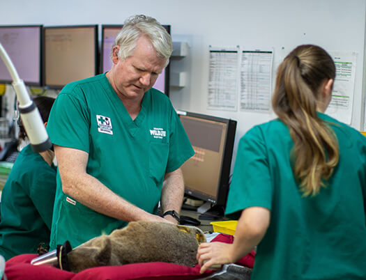 Veterinarians in green uniforms tending to an animal.