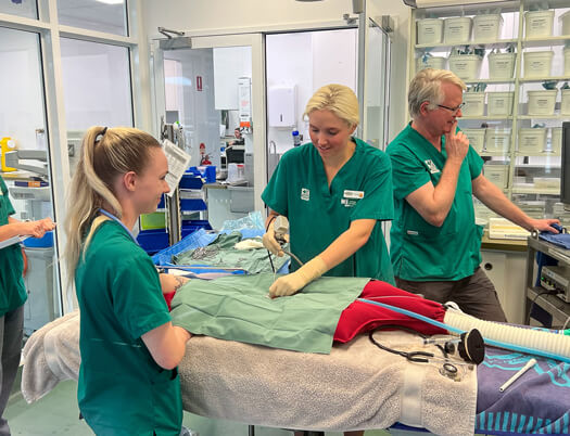 Veterinary team preparing for a procedure in a clinic.
