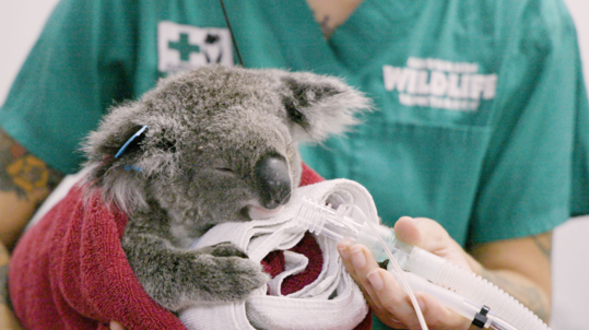Left: Bamse is the first wild koala to receive a chlamydia vaccine implant.
