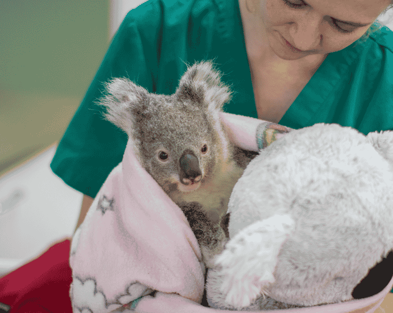 A Koala Joey patient being woken up from general anesthetic by a vet nurse at Currumbin Wildlife Hospital