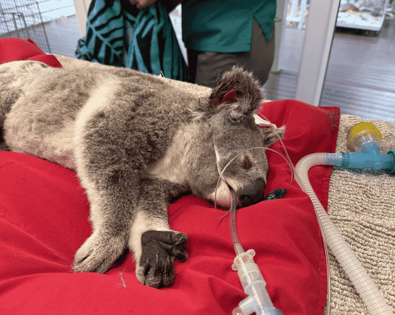 An adult Koala undergoing treatment at Currumbin Wildlife Hospital
