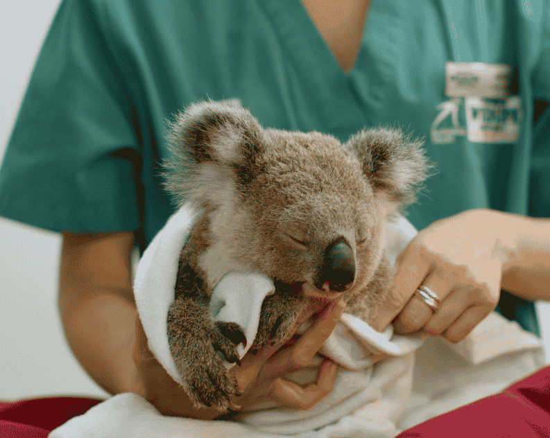 A Koala Joey patient being woken up from general anesthetic by a vet nurse at Currumbin Wildlife Hospital