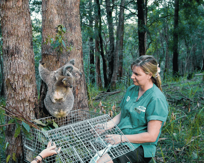 A healthy Koala patient from Currumbin Wildlife Hospital being released into the wild after treatment by a Vet Nurse